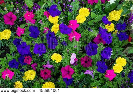Petunia Flowers (latin Petunia From The French Petun -- Tobacco) Are Pink Purple With Yellow Carnati