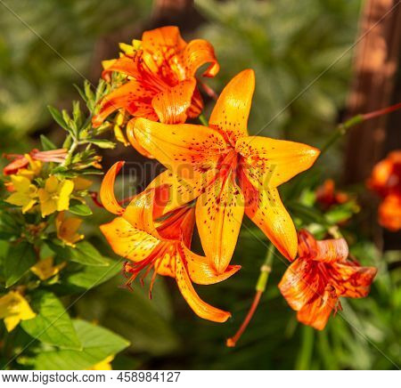 Flowers Of The Daurian Lily, Or Pennsylvania (latin Lilium Pensylvanicum) With Beautiful Yellow Peta