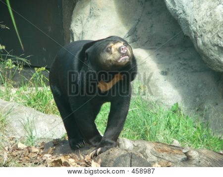 Sun Bear