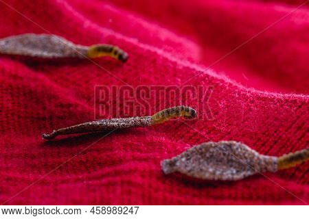 Wall Moth Larvae, Or Clothing Moths, Feed On Fur, Wool, Dead Skin Fragments, Hair And Paper. Pierces