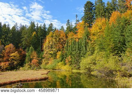 View Of High-altitude Forest Lake Ozirtse By Sunny Autumn Day Near Synevyrska Poliana, Zakarpattia O