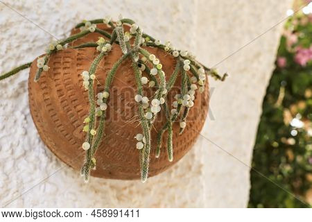 Beautiful Rhipsalis Baccifera Horrida In Clay Pot Hanging On The Wall