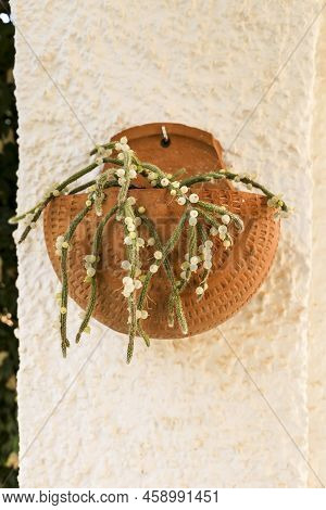 Beautiful Rhipsalis Baccifera Horrida In Clay Pot Hanging On The Wall