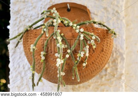 Beautiful Rhipsalis Baccifera Horrida In Clay Pot Hanging On The Wall