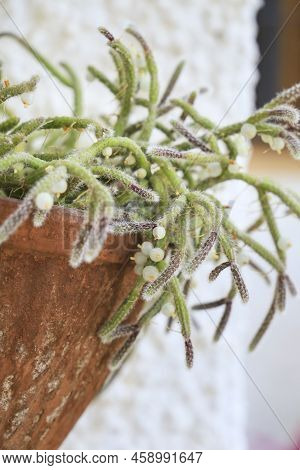 Beautiful Rhipsalis Baccifera Horrida In Clay Pot Hanging On The Wall