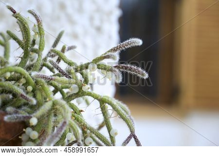 Beautiful Rhipsalis Baccifera Horrida In Clay Pot Hanging On The Wall