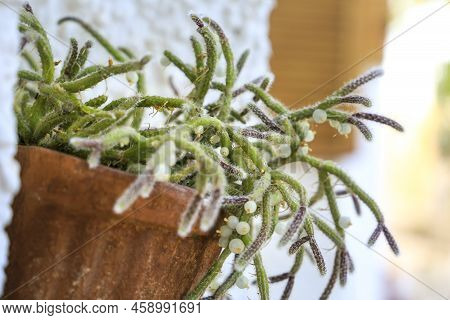 Beautiful Rhipsalis Baccifera Horrida In Clay Pot Hanging On The Wall