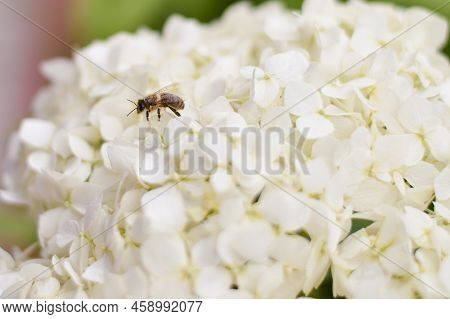 Blooming Cultivar Panicled Hydrangea Paniculata In The Summer Day Garden. Honey Bee Collecting Polle