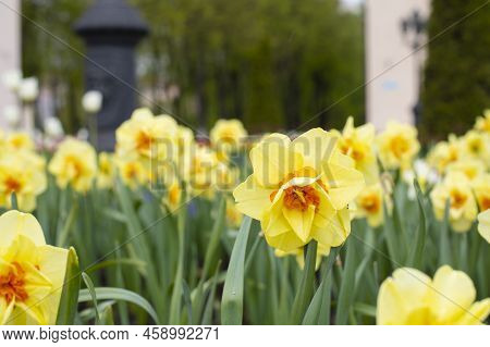 Beautiful Bright Orange Yellow Narcissus Blossom Grass