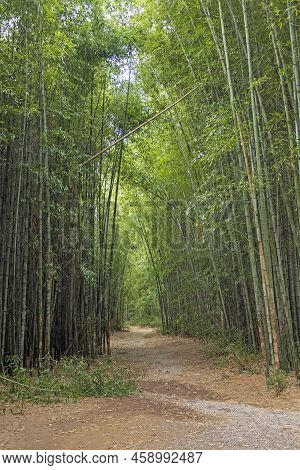 Winding Trail Through A Bamboo Forest In Cherokee North Carolina