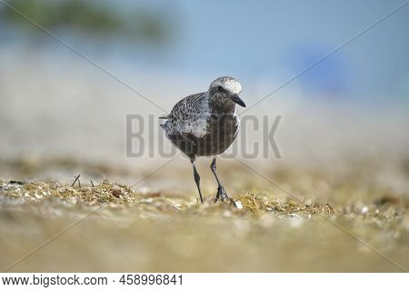 Black-bellied Plover Wild Sea Birdlooking For Food On Seaside In Summer