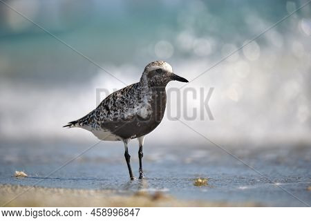 Black-bellied Plover Wild Sea Birdlooking For Food On Seaside In Summer