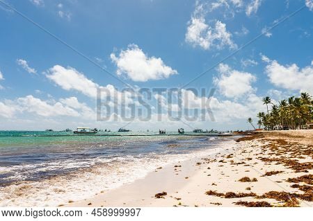 Beach Full Of Sargassum Algae. Sargassum Seaweeds Caribbean Ecological Problem.