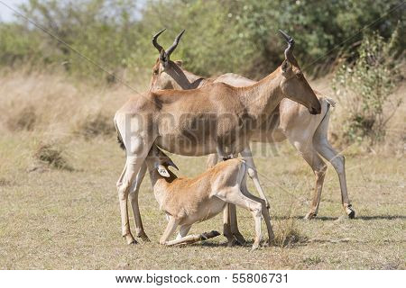 Cokes Hartebeest