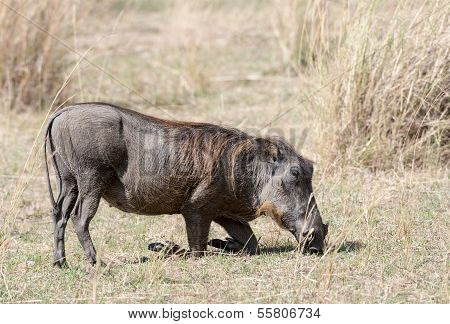 Central African Warthog