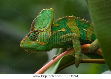 สีเขียว Jemenchameleon