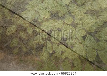 Wooden surface with organic adiantum elements