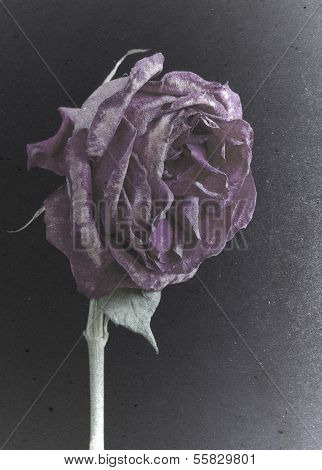 Grungy old dying purple rose