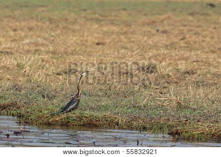 African Darter fishing
