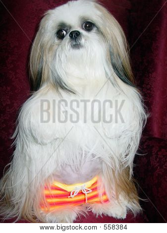 Cachorrinho em seu traje de banho