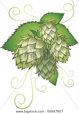 hops with leafs isolated on white
