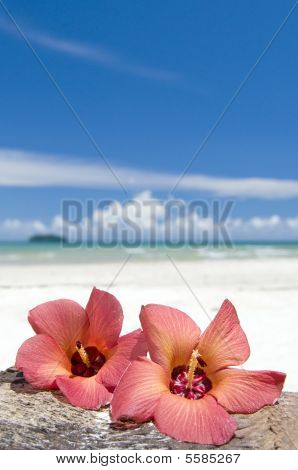两朵花 Hibiskus