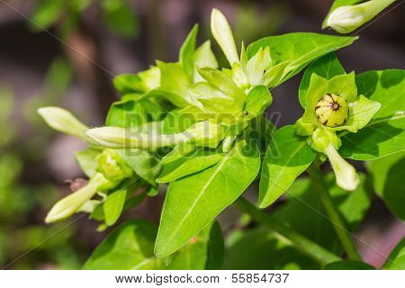 Four O'clock Flower