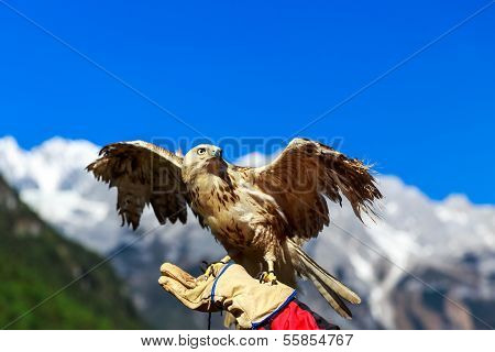 Falcon At Yulong Snow Mountain