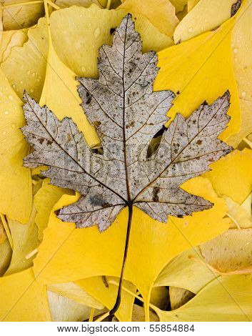 Dead Poplar Tree Leaf