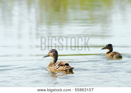 Female Mallard Duck With Young