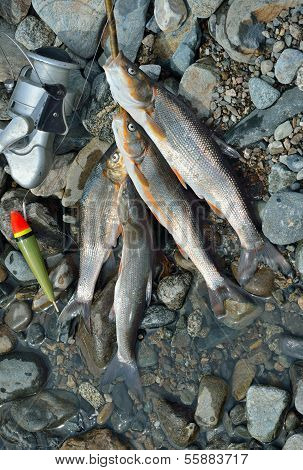 Catch Of Fish
