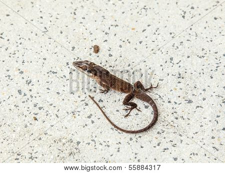 Common Salamander