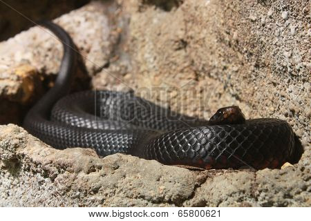 Australian snake