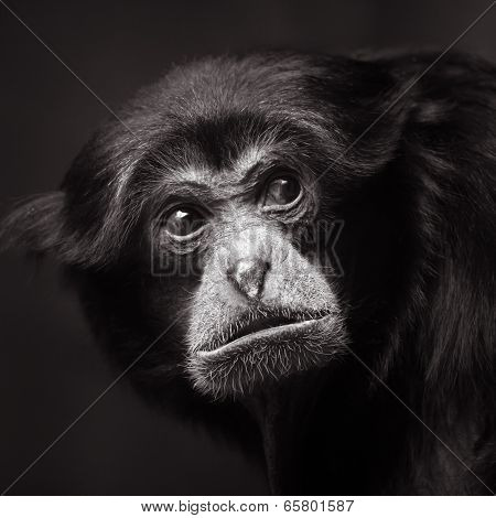 Siamang