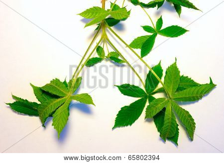 Leaf background.