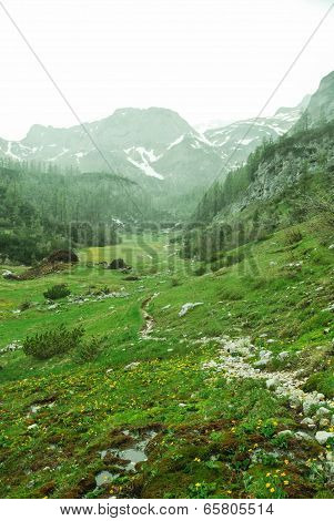 Alpine Meadow In Rocky Mountains