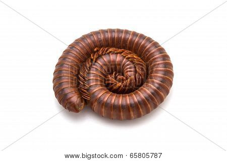 Millipede In Spiral Form.