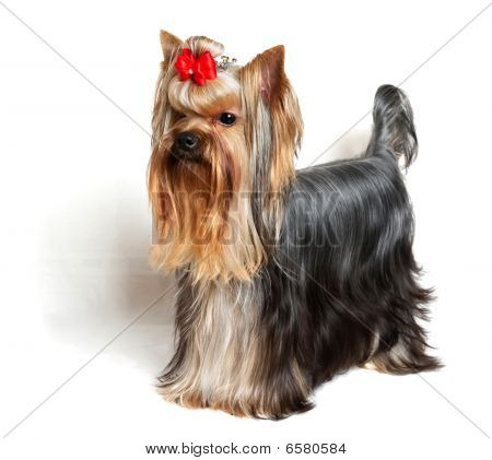 Yorkshire Terrier show třída