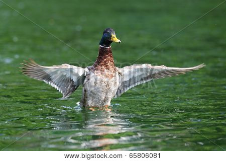 Wild Duck Spreading Wings