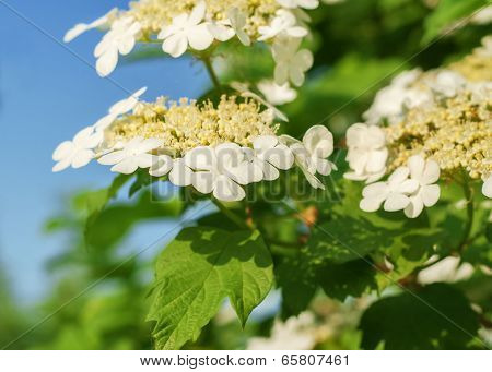 Guelder Rose (viburnum Opulus)