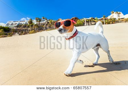 Dog Running At Beach