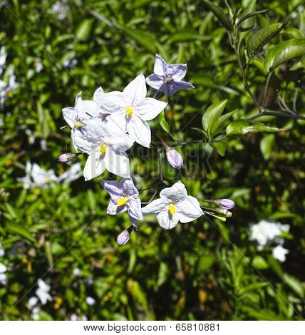 Solanum Jasminoides