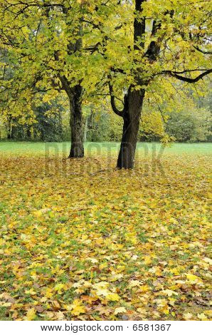 Autunno nebbia nella foresta