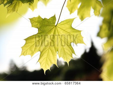 Common Maple green leaf.