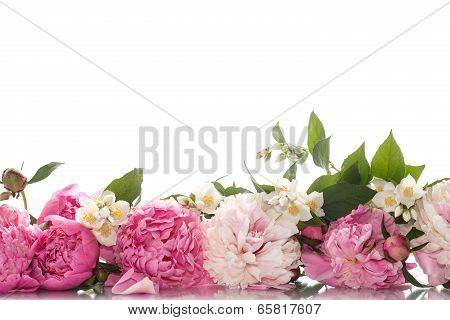 Beautiful Blooming Peonies