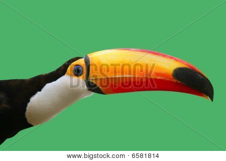 Tukan Vogel im grünen Hintergrund bunt