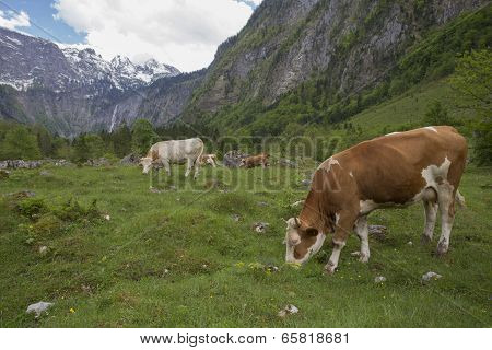 Cows Near Koenigsee