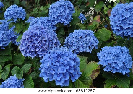 blue hydrangea
