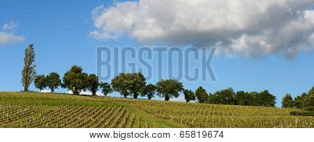Vineyards In The Sunshine-vineyards Of Loupiac, Bordeaux Vineyards