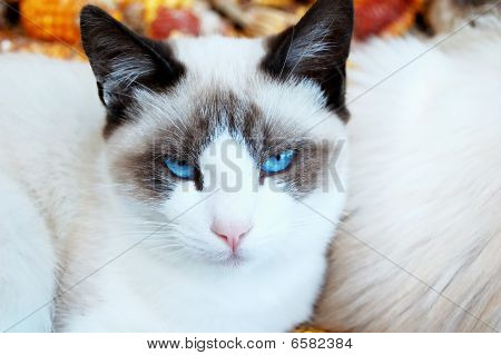macska